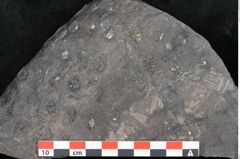 Foto (Detailansicht) von Stigmaria sp.  (NHMW-GEO-2024-0188-11249)
